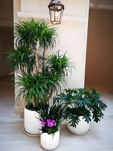 探秘宁波北仑花卉出租价格，你猜贵不贵？